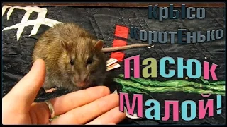 Пасюк, Малой, или... (Wild Rats | Дикие крысы)