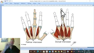 Musculo-skeletal Module I in Arabic 26 ( Intermediate  Muscles the Palm  ) , by Dr. Wahdan 2022