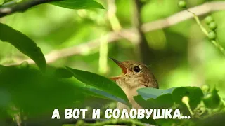 ПОЕТ СОЛОВЕЙ  Thrush Nightingale is singing