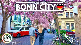 🌸 2024 Pretty Cherry Blossoms in Bonn Germany, Full Bloom - 4K HDR Walking Tour