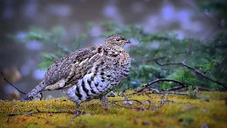 20 Ga. RUFFED GROUSE Hunt | Catch and Cook