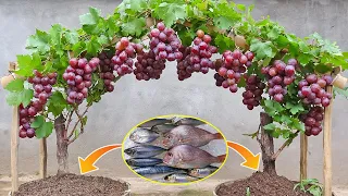 Tips for growing grapes from branches in recycled tires, easy grow and produce fruit all year round
