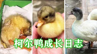 [Koer Duck Growth] Shell-broken ugly duckling to big ugly duck  still touched. What's up [Pipi]?