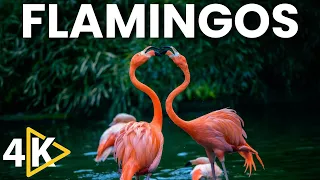 Flamingo Bird 4K video | Flying Flamingo birds 4K video | Birds 4K video with Relaxing Music