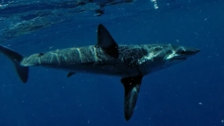 Mako Shark Release