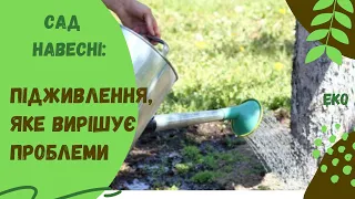 Як і чим я підживлюю плодові дерева для великого урожаю та вирішення фізіологічних проблем рослин.