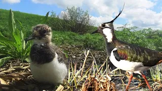 Northern lapwing (Vanellus vanellus) / Documentary