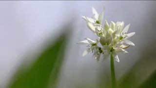 Terroir - Cuisine à l'ail des ours