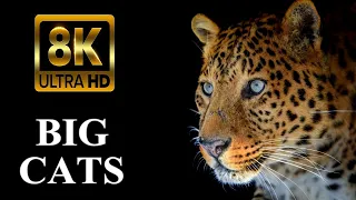 BIG CATS 8K Ultra HD – Tiger, Lion, Cheetah, Leopard, Jaguar, Lynx