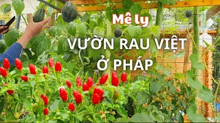 Vườn rau Việt ở Pháp còn đầy đủ hơn ở Việt Nam, nhìn mà phát thèm!| Cuộc sống Pháp