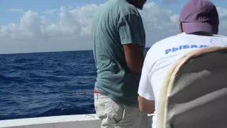 Рыбалка в Доминикане ! Крупный Марлин !