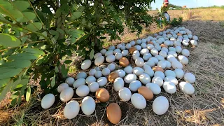 OMG ! Collect a lot of duck eggs in the fields near the trees