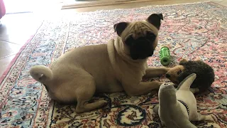 The howling pug