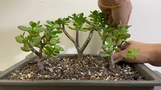 Creating My Jade Plants a Bonsai Forest