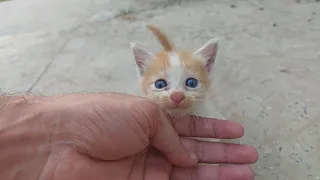 Mother Cat Not Taking Car Of Her Kittens And Feeding Milk Kittens Are Crying For Her