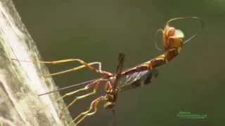 Giant Ichneumon Wasp (Megaryhssa macrurus) Ovipositing