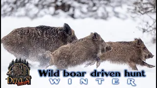 Best wild boar driven hunt in Winter in Bulgaria - wild boar driven hunting in bulgaria