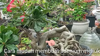 cara mudah membuat adenium meliuk