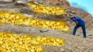 wow wow amazing day! gold miner found a lot of gold treasure under stone million years