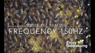 Honey Bee Healing Frequency 150 Hz