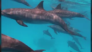 Swimming with Dolphins, Sataya, Marsa Alam 2018