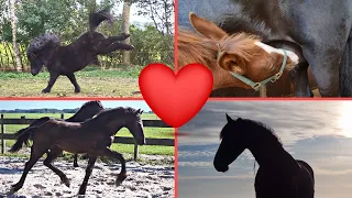 I had a bad feeling about weaning Rising Star⭐. We see Uniek's 2022 foal!! Part 5 | Friesian Horses