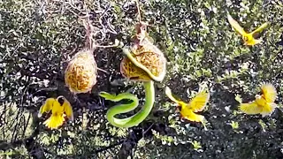 Birds Desperately Defend Their Chicks From Snake