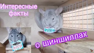 Интересные факты о шиншиллах 🐾