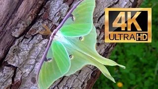 Luna Moth: Beautiful Moth - Actias luna (American moon moth) 4K Quality No Commentary