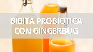 [ASMR] Come fare una bibita gassata probiotica con gingerbug
