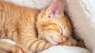 120 Hours of Deep Relaxing Music for Cats🐈Sleep Music with Cat Purring Sounds, Cat Sleep Music