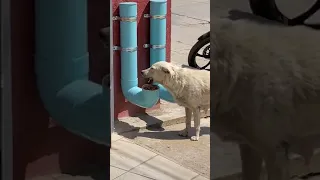 Man Creates Food And Water Dispensers For Stray Dogs From PVC Pipes - 1189952