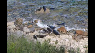 НЕРПЫ. Лежбище байкальских нерп. Rookery of BAIKAL SEALS.