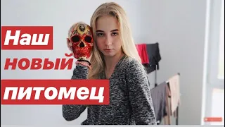 VLOG: У НАС НОВЫЙ ПИТОМЕЦ😂КАК ЕГО НАЗВАТЬ?