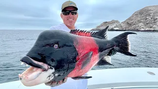 Giant Pacific Sheepshead Catch Clean and Cook