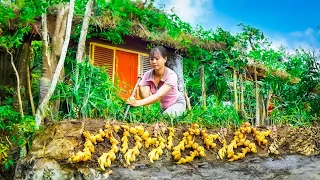 Harvesting Ginger Goes To Market Sell - Caring for sugarcane | New Free Bushcraft