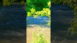 Lazy Summer Afternoon Ambience |  Gentle River and Bird Sounds for Relaxation #shorts