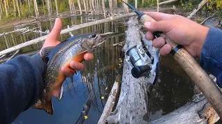 Fishing High Alpine Lakes for Brook, Rainbow, and Tiger Trout - Catch & Cook