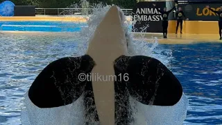 Orca Ocean Part 2 of 4 - April 26, 2023 - Loro Parque, Spain