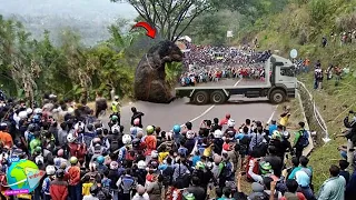 Pengendar Jalan Gempar!! Ada Tikus Raksasa Tak Wajar Berada Dipinggir Jalan, Bikin Warga Ketakutan!!