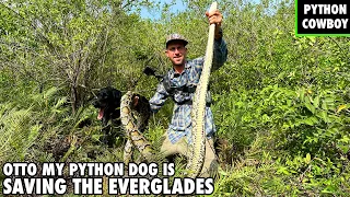 Saving The Everglades By Using Dogs To Hunt Giant Pythons