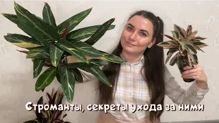 Строманты, секреты ухода за ними.