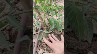 PODA INICIAL Y DE FORMACIÓN DE LAS TOMATERAS