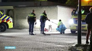 Trouwe hond laat niemand in de buurt van gewond baasje - RTL NIEUWS