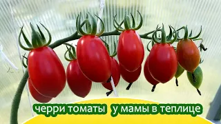 5 октября Черри томаты в почёте у мамы / Пробую все на вкус / Минская область