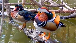 Mandarin Duck & Wood Ducks in the Wild