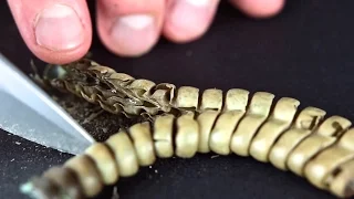 What's Inside A Rattlesnake Rattle Close Up