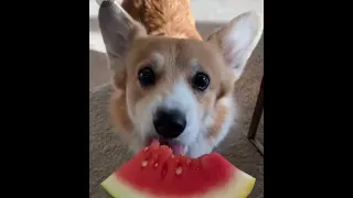 Собака корги ест арбуз