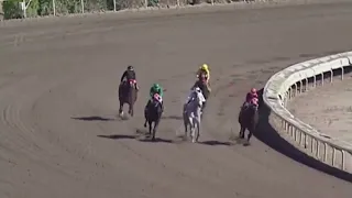 Horse Racing Death 59 - Skarboni at Turf Paradise Racecourse
