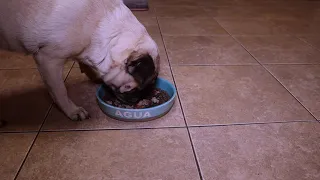 The Weird Sounds a Pug Makes While Eating.